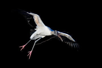 Wall Mural - Wood Stork delivering nest materials