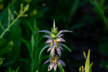 Wall Mural - The common name spotted beebalm and horsemint (Monarda punctata ). Native Americas flower.