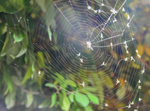 Spider Webs Have Been Around For 100 Million Years