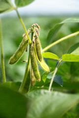 Wall Mural - Soybean pods on the stem. Young plant of varietal soybean in the field during active growth of crops. Selective focus.