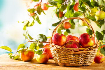 Wall Mural - Fresh Red Apples in basket and on tree branches. Autumn and Harvest Concept. Apple garden.