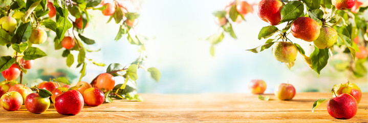 Wall Mural - Fresh Red and green Apples on wooden table and  on tree branches. Autumn and Harvest Concept. Apple garden.