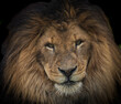 African male lion portrait