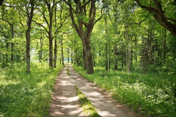 Single lane rural road (alley, pathway) in a green summer forest park. Deciduous trees, plants. Soft sunlight, sunbeams, sunshine. Nature, ecology, ecotourism, hiking, cycling, nordic walking themes