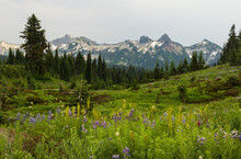 Wildflower Season In The Pacific Northwest In Mt Rainier National Park, Tatoosh Range