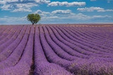 Fototapeta Lawenda - Nature landscape view. Wonderful scenery, amazing summer landscape of blooming lavender flowers, peaceful sunny scenic, agriculture. Beautiful nature inspiration background. France Provence, Valensole