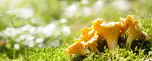 Edible Mushrooms. Growing Chanterelle Mushrooms In A Forest On Green Background