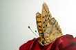 Motyl, butterfly, 