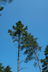 two green pine trees against the blue sky in the forest