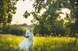 dog white swiss shepherd sitting in the orchard