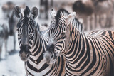 Fototapeta Konie - zebra close up like twins