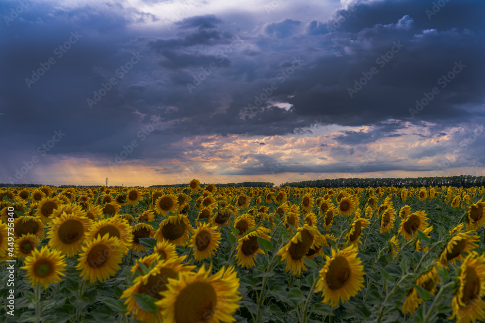 sunflowers