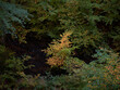 Samotne pożółkłe drzewo wśród zielonolistych braci i sióstr. Kontrast kolorów jesieni i lata.