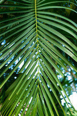 Wall Mural - Palm tree branch in the tropics under the open sky