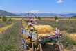 Village cart in lavender field near lake Salda in Burdur, Turkey