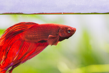 Wall Mural - Beautiful male red beta fish