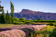 lavender fields in Palisade