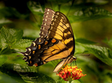 Male Eastern Black Swallowtail Butterfly On A Red And Yellow Lantana Flower