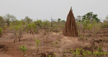 Termite Hills Dry Season Savannah Northern Ghana Africa. Arid Northern Region Near Border Of Burkina Faso In West Africa. Colony Of Ants Or Termites Build Tall Dirt Towers.