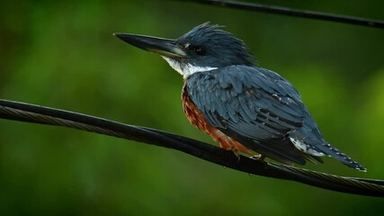 Wall Mural - ringed kingfisher - megaceryle torquata - large kingfisher bird sitting and hunting. found along the