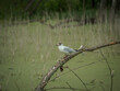 Tern on a branch