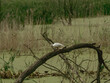 Tern on a branch
