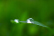 © Tetra Images - Close-up of water drops on grass
