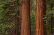 © Tetra Images - Sequoia tree forest in California