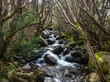 © Tetra Images - Australia, New South Wales, Creek flowing among rocks in forest at Merritt's Nature Track in Kosciuszko National Park
