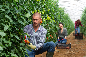 Positive man harvesting tomatoes in a greenhouse