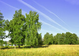 Fototapeta Tęcza - Birch trees in the field in summer