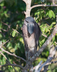 Wall Mural - This image shows a perched juvenile boat-billed heron, Cochlearius cochlearius. Photo taken in western Panama, Pacific coast.