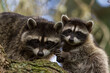 mother and young raccoon in a tree