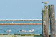 Birds Seagulls Water Crain in Louisiana