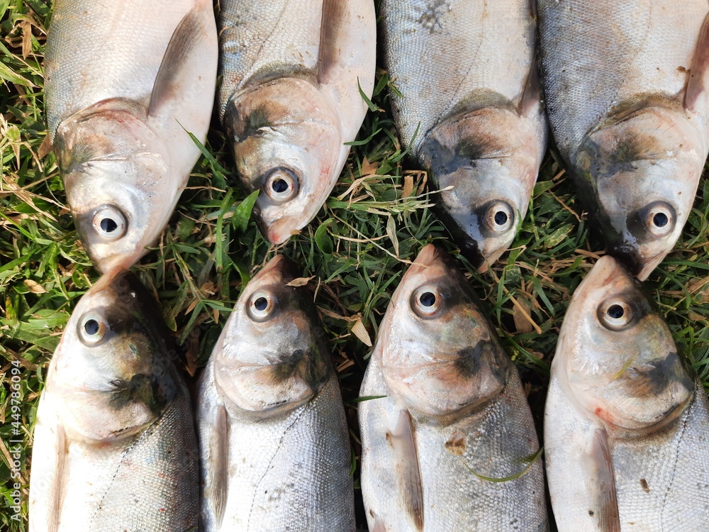 Rodu Fish Rohu fish. It is a species of fish of the carp family. its other names ...