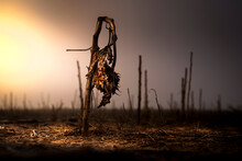 Dead, Brown, Sunflower In A Fallow Field At Sunset. The Scene Is Very Apocalyptic, And Feels Like The End Of The World. There Entire Scene Is Very Dramatic, Moody And Barren. 

