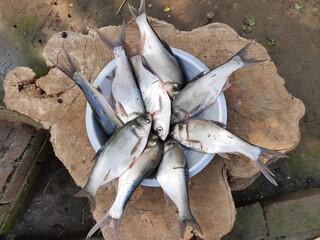 Rohu fish. It is a species of fish of the carp family. its other names rui fish, roho labeo, Labeo rohita.Its found in rivers in South Asia. It is a large omnivore and extensively used in aquaculture.