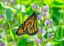 Monarch Climbs A Delicate Flower