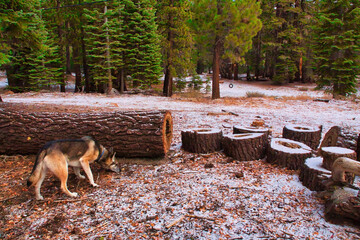 hiking at Mammoth California in the fall