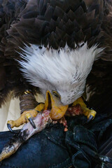 Wall Mural - A bald eagle eating a bounty on a bird's glove.