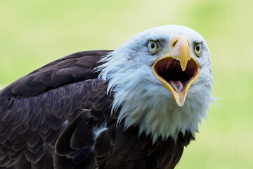 Poster - The bald eagle portrait outside.