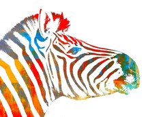 Colorful Zebra Portrait Abstract
