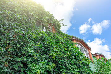 Wall Mural - Climbing plant, green ivy or vine plant growing on antique brick wall of  house. Background textured old brick with Virginia creeper or virgin grape (Parthenocissus quinquefolia).