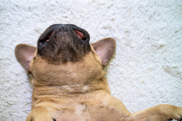 Wall Mural - French bulldog lying on its back indoor.