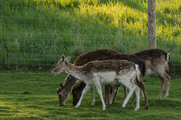 Wall Mural - Flock of deers grazing in a meadow.