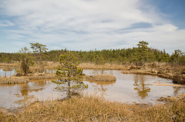 Sulfur ponds in swamp, Kemeri, Latvia.