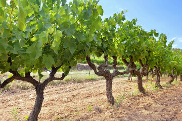 Wall Mural - grapevine with green foliage and grape growing  in a field