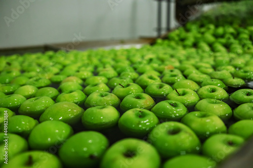 Green apples in focus. Production of organic apples in a factory for the production and distribution of fruits and vegetables. Healthy food, cleaning of ripe apples in the production plant with water