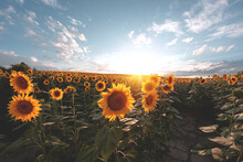 Sunflower Agricultural Field Looks Beautiful At Sunset