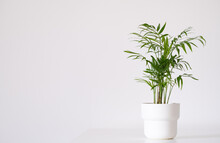Bamboo Palm Or Hamedorea In A Pot On A White Background With A Place For Text